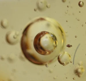 Enhidro - Burbuja de agua móvil, inclusión de insectos fósiles en ámbar dominicano - Imagen 1 de 6
