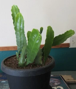 EPIPHYLLUM ORCHID CACTUS CUTTING, RED COLORED FLOWERS, BIG CUTTING - 12+ INCHES! - Picture 1 of 4