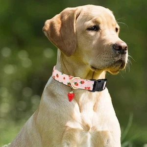 Fruit Print Dog Necklace Adjustable Pet Chain Pet Accessories - Picture 1 of 15