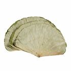 Real Dried Lotus Leaf Rich Smells Pure And Fresh Elegant Leaves Wedding Supplies