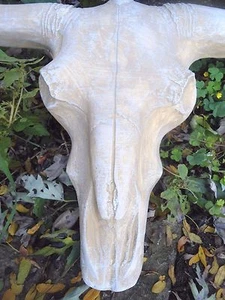 Cow head plaque mould 19" x 12" x up to 2" T cowskull poly plastic cast 100's - Picture 1 of 7
