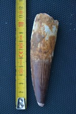 4.53in Spinosaurus tooth fossil from Cretaceous from KemKem (dinosaur)