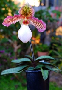 Paphiopedilum Taida Glaucothum (Paph glaucophyllum x P. macranthum plant - Picture 1 of 10