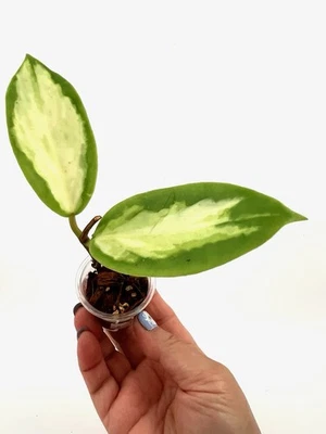 E0030 Rare Hoya Incrassata Variegated Moonshadow Rooted 💕 - Image 1 of 2