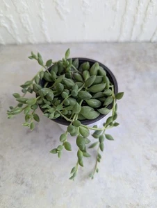 String of "Tears" Succulent Live Plant 3 Inch Pot - Picture 1 of 6