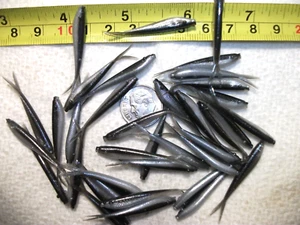 70-1 1/2"crappie panfish-soft fishing minnow grubs-scent-jigs-split tails-flukes - Picture 1 of 6