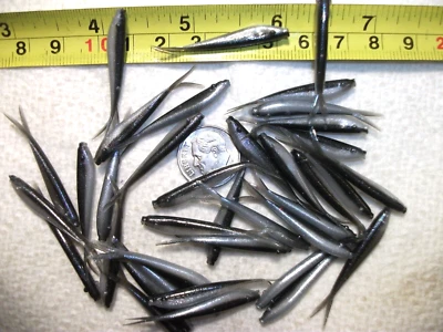 70-1 1/2" crappie panfish-pesca suave minnow larvas-olor-plantillas-colas divididas-pelusas Foto 1 de 4