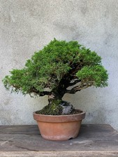 Bonsai Juniperus (Ginepro), Chinensis su roccia