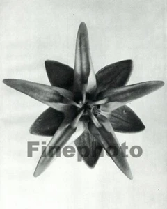 1929 Vintage KARL BLOSSFELDT Original Botanical Milkweed Flower Plant Photo Art - Picture 1 of 1