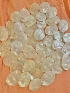 Lotto di 43 petali di dollaro argento lunaria bianchi iridescenti sfusi conservati - Foto 1 di 2