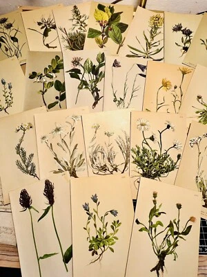 Lot de 5 chromolithographies 1889 botanique flore plantes fleurs choix aléatoire - Photo 1/4