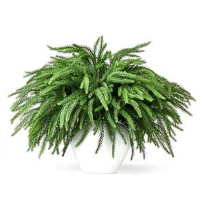 Stck. Norfolk Kiefernstiele, 19 Zoll lange künstliche Norfolk Kiefernzweige, Faux 16 - Bild 1 von 7