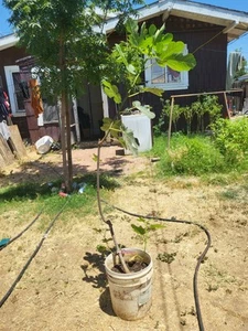 Yellow Long Neck Fig TREE Mother Tree 5 Gallon Big Tree - Picture 1 of 1