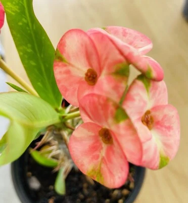 Crown of Thorns - Image 1 of 2