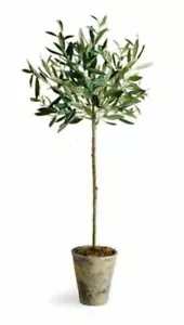 1x One Olive LIVE TREE CORDOVIL Rooted Olea Europaea sylvestris - Picture 1 of 3