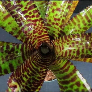 Bromeliad Neoregelia Hannibal Lecter - Picture 1 of 3