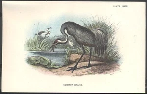 Impresión original cromolitográfica del siglo XIX PÁJARO: GRÚA COMÚN. En muy buen estado. P&P gratis Reino Unido - Imagen 1 de 1