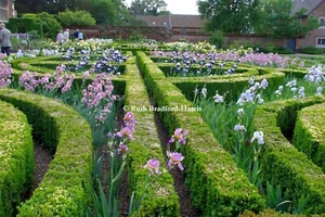 Irises Parterre Knot Garden Photo Mounted Print A4/A3 Poster A5 Greetings Cards - Picture 1 of 12