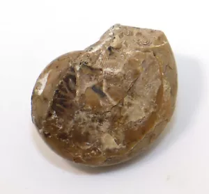 Goniatite, Neopronorites permicus, Perm, Aktubinsk, Kazakistan -l2 - Foto 1 di 6