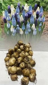 100 MUSCARI MIXED(BLUE, WHITE & BI-COLOUR)GRAPE HYACINTHS BULBS HARDY PERENNIAL - Picture 1 of 8