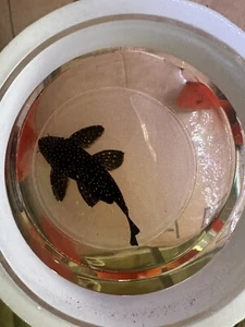 L240 Vampire Pleco -  Size 4-5 Inch - Picture 1 of 2