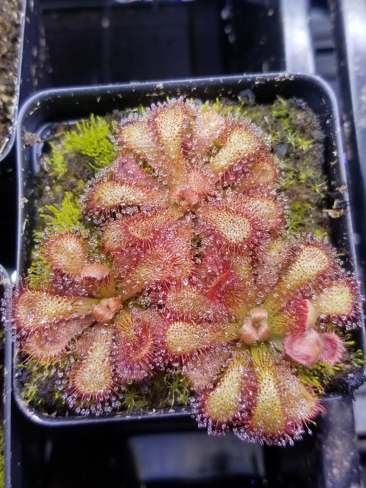 Drosera venusta Seeds - Carnivorous Sundew Plant - Very easy to grow! - Image 1 of 3