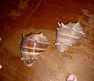 Conchas de caracola de fibra con baches VENDIDAS INDIVIDUALMENTE 3 pulgadas - Imagen 1 de 1