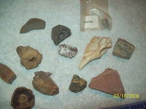 Vintage Mixed Lot of 12 Small Display Porous Stone Rocks Shell Mushrooms Nut - Picture 1 of 8