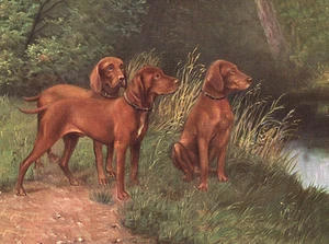 HUNGARIAN VIZSLA CHARMING DOG GREETINGS NOTE CARD BEAUTIFUL GROUP OF THREE DOGS - Picture 1 of 1