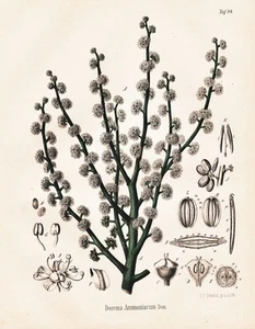 Dorema Ammoniacum Ammoniakharz Botanik botany Lithographie Berg Schmidt 1890 - Picture 1 of 1
