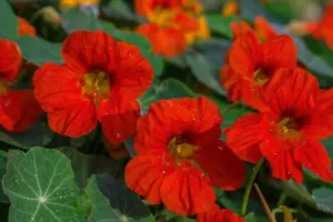 50 Samen Kapuzinerkresse Sorte Impress of India Essbare Blüten Blumen Gemüse - Bild 1 von 3