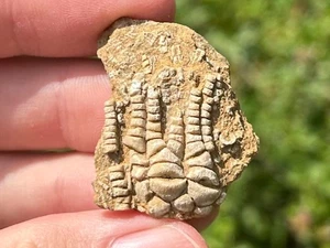 NICE Fossil Crinoid Cymbiocrinus Alabama Bangor Limestone Formation - Picture 1 of 7