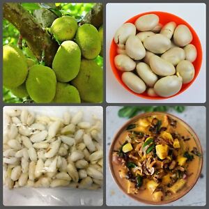 10 pcs Dried Jack Fruit Seeds Ceylon Rare Honey Jack Fruit Viable Seeds