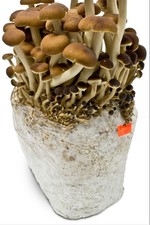 Barattolo da 3kg MICELIO FRESCO DI FUNGHI - Pioppino ( Commestibile)