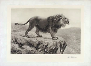 F.T. Heliograbado antiguo SMITH 1900 y XRare de león en Savannah THE CHALLENGE - Imagen 1 de 1