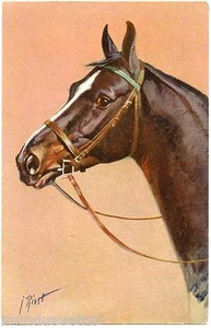 ILLUSTRATOR. PFERDEPORTRAIT. PFERD. - Bild 1 von 1