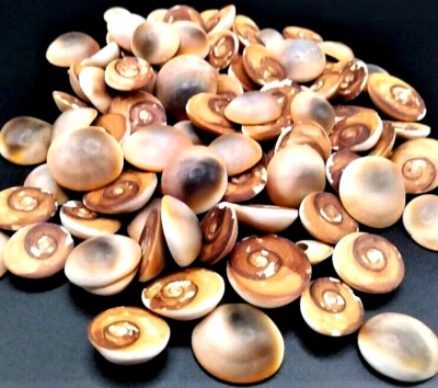 Красные ракушки кошачий глаз оперкулум 100 шт. Отлично подходит для ремесленников и сделай сам - Изображение 1 из 3