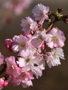Cereza Higan, Prunus subhirtella, semillas de árbol (espectivas, resistentes, colores de otoño, bonsái) - Imagen 1 de 6