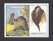 WILLS - ANIMALS AND THEIR FURS - #18 RABBIT OR CONEY