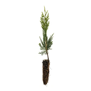 Incense Cedar | Small Tree Seedling | The Jonsteen Company - Picture 1 of 10