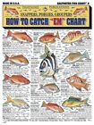 Tightlines Fishermans Saltwater Fish Chart #6