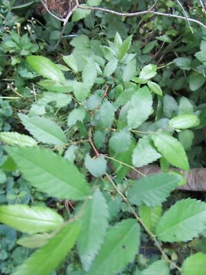 1 PLANT WINGED ELM TREES  ORNAMENTAL SHADE CORK WAHOO ULMUS ALATA - Image 1 of 4
