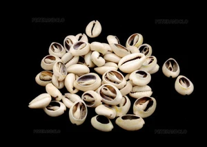 Los 25 Offene Cauri Perlen Größe Variabel 1 Bis 1,7 Cm - Picture 1 of 1