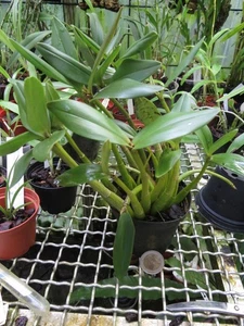 Dendrobium kingianum - Imagen 1 de 2