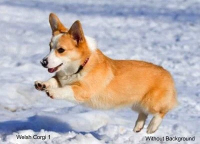 LARGE-SIZED CAR DECALS - WELSH CORGI - 2 CHOICES - Image 1 of 3