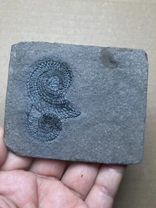 58g Triassic Natural ammonite Trachyceras specimen on rock - Picture 1 of 17