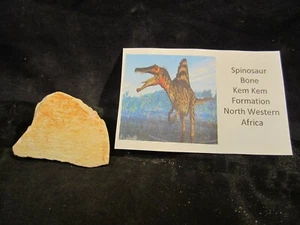 Dinosaurs Bones Spinosaurus Bone Kem Kem Formation North Western Africa - Picture 1 of 8