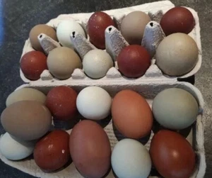 20 Stück Hühnereier; Bruteier; Marans schwarz/silber, Bielefelder Ken, Grünleger - Bild 1 von 1