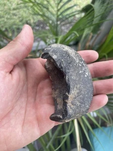 DOLPHIN/WHALE EARBONE FOSSIL CETACEAN ANCIENT FOSSIL - Bild 1 von 6