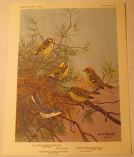 Golden Crowned & Ruby Crowned Kinglet, Blue Gray Gnatcatcher, 8.5"x 6.75" Print